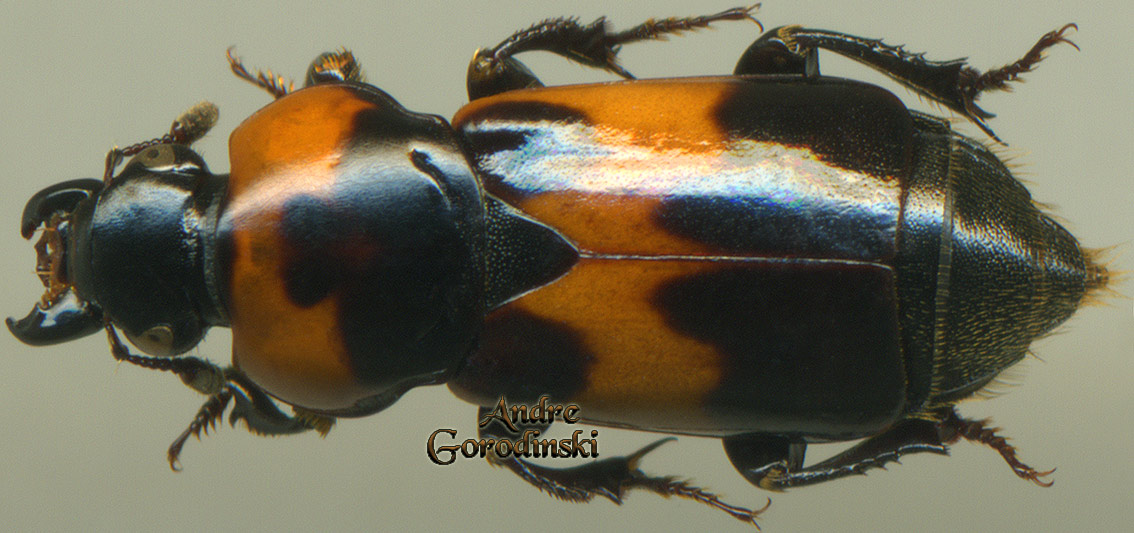 http://www.gorodinski.ru/silphidae/Ptomascopus zhangla.jpg